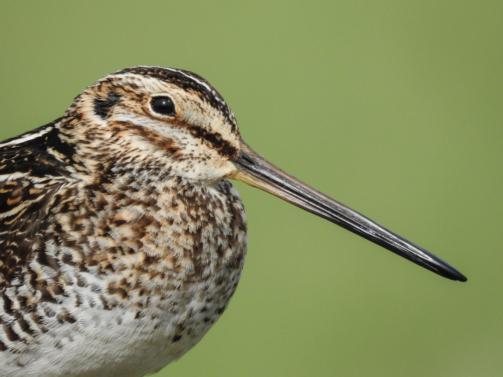 Wilson's Snipe / Gallinago delicata