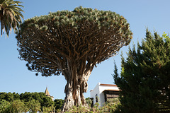 Drago Tree