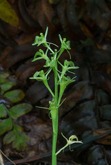 Liparis loeselii (Loesel's Twayblade orchid)