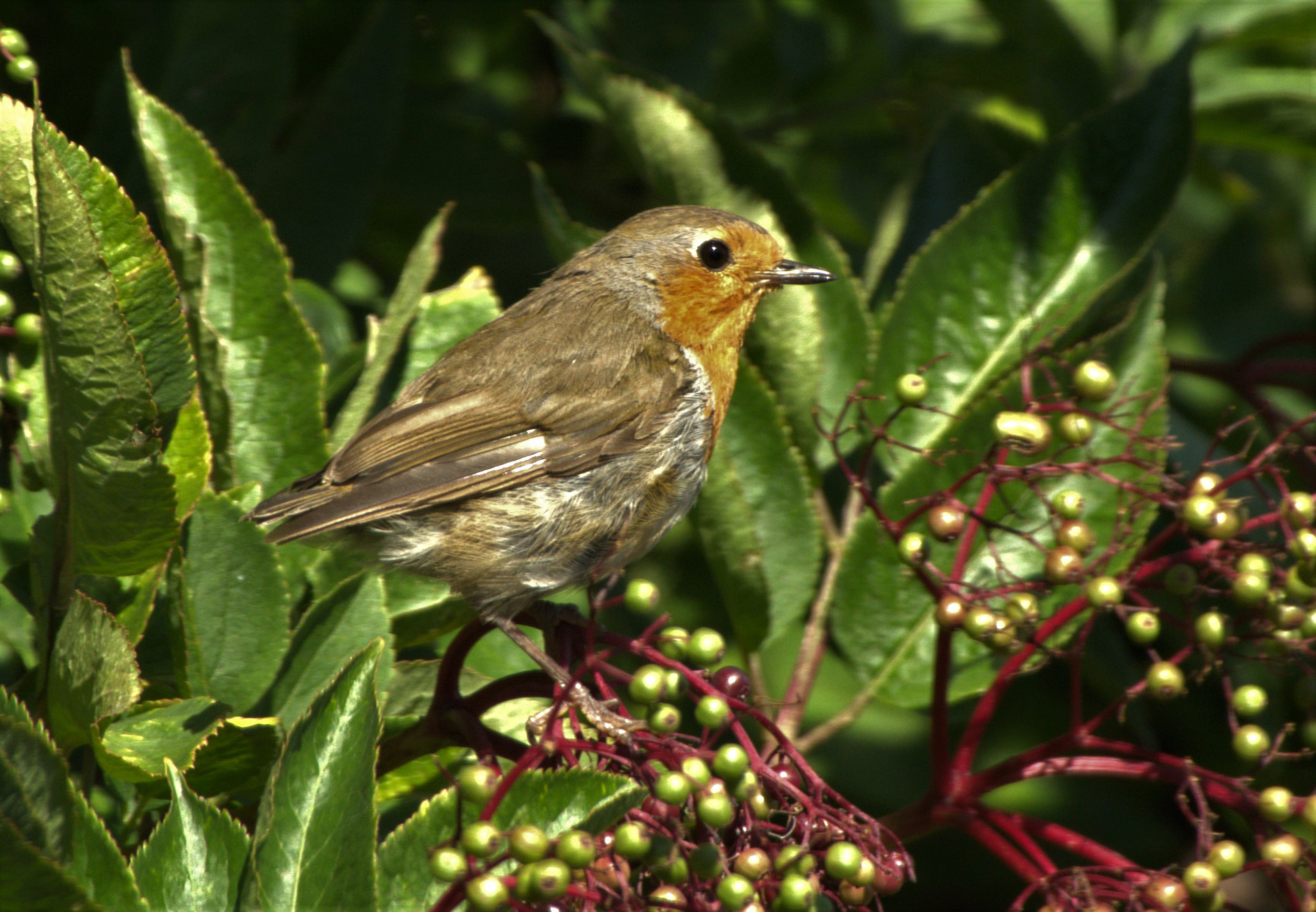 Young Robin