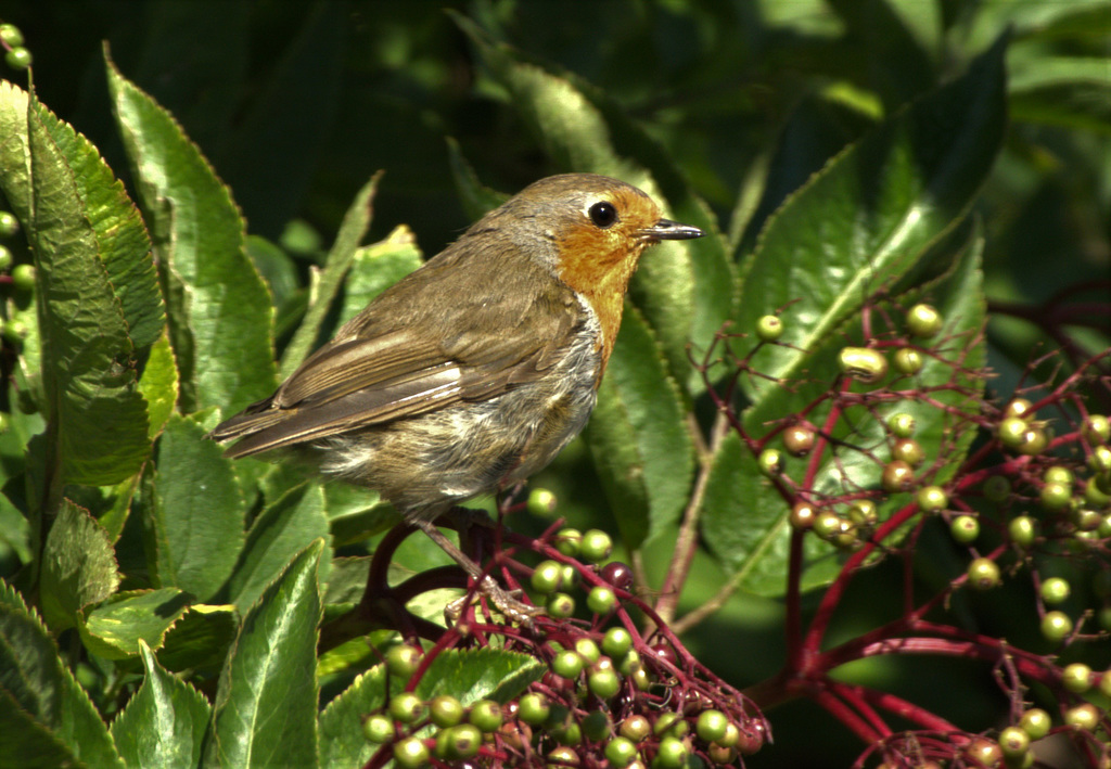 Young Robin