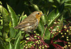 Young Robin