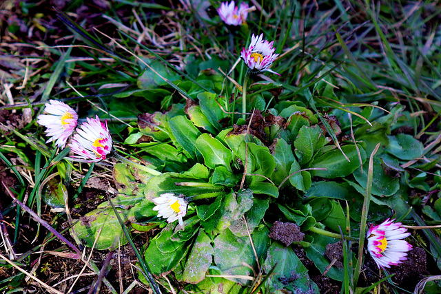 Verwilderte Tausendschönchen