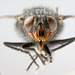 Fly Macro