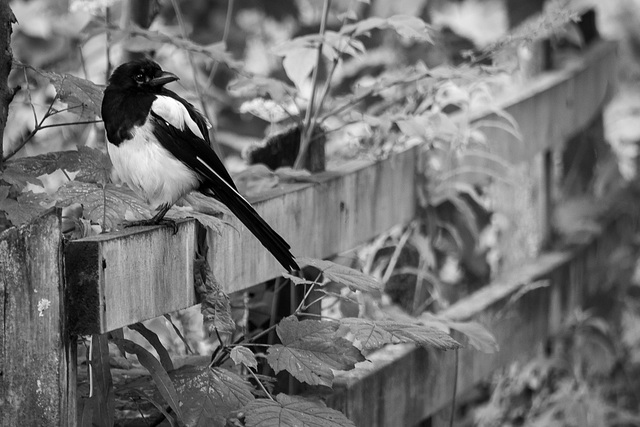 Juvenile Magpie