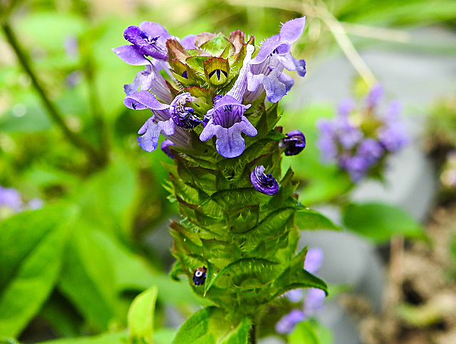 20230626 1364CPw [D~LIP] Gemeine Braunelle (Prunella vulgaris), Bad Salzuflen