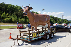 Cow Being Towed