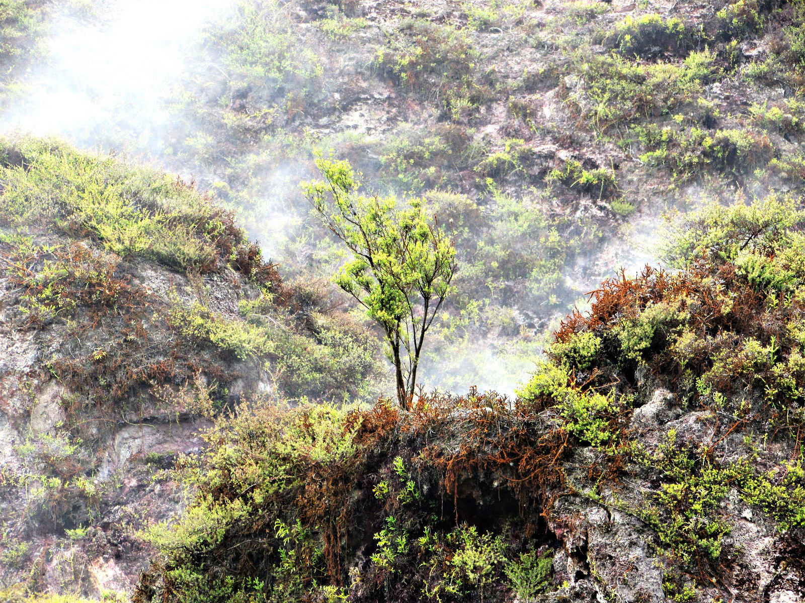 Lone Tree