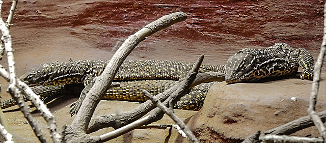 20230728 3324CPw [D~HF] Echse, Tierpark Herford