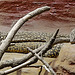 20230728 3324CPw [D~HF] Echse, Tierpark Herford