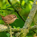 Wren