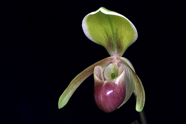 Paphiopedilum helenae