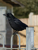 Carrion Crow (2) - 13 January 2015