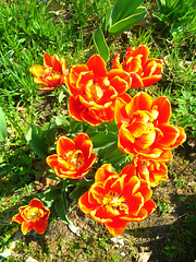 051  In Holland entstanden die schönsten Tulipa gesneriana- Sorten
