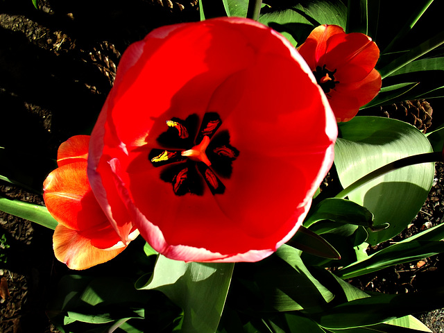 La grande tulipe rouge