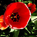 La grande tulipe rouge