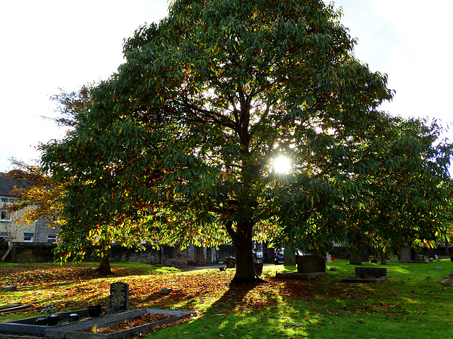 Sweet Chestnut