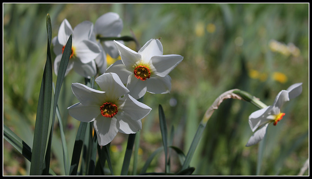 Narcisses (1)