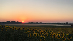 sunrise - sunflowers - saturday
