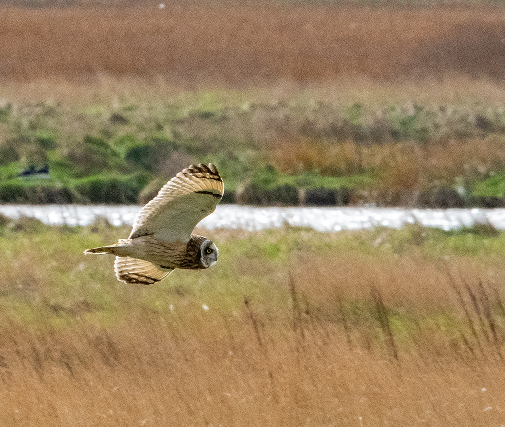 An owl hunting at Parkgate