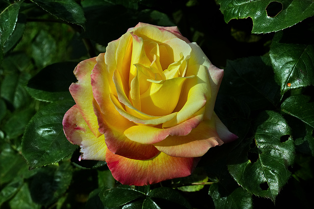 Rose jaune. Rose jaune.