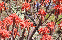 Tacazze Sunbird amongst Aloe flowers