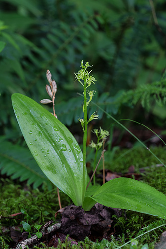 Liparis loeselii (Loesel's Twayblade orchid)