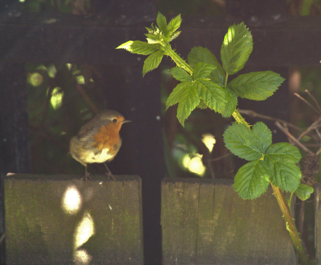 Young Robin