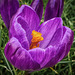 Purple Crocus