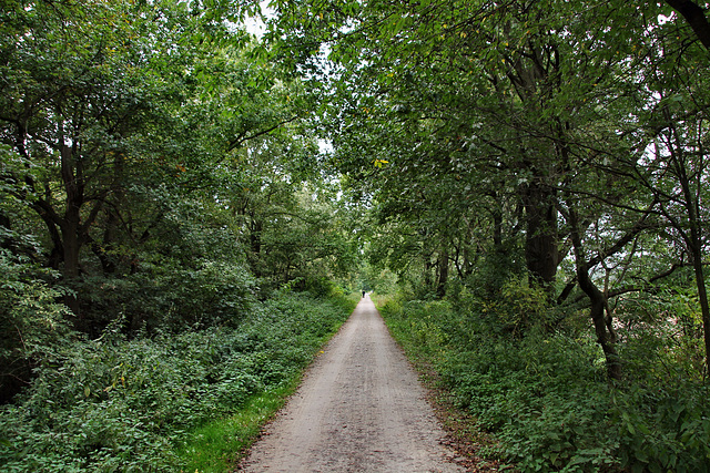 Radweg auf der ehem. König-Ludwig-Zechenbahn (Castrop-Rauxel-Pöppinghausen) / 25.09.2021