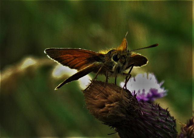 Skipper