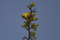 Yellow Warbler