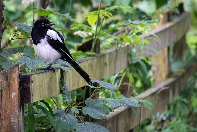 Juvenile Magpie