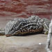 20230728 3325CPw [D~HF] Echse, Tierpark Herford