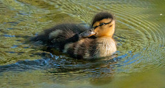 Mallard chick