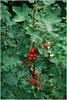 Berries in our garden