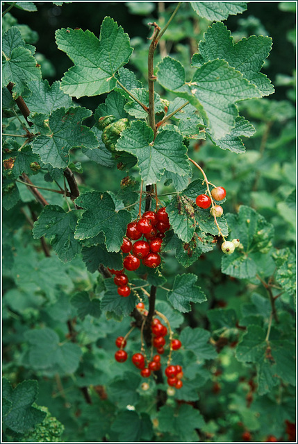 Berries in our garden