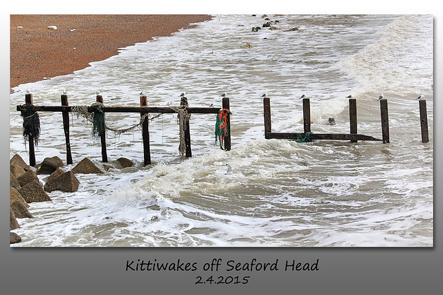 Kittiwakes on breakwater - 2.4.2015