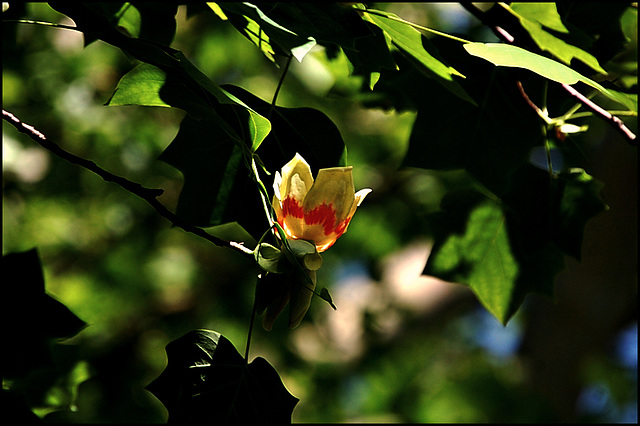 Tulip Tree