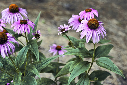 Cone Flowers – Botanical Garden, Montréal, Québec