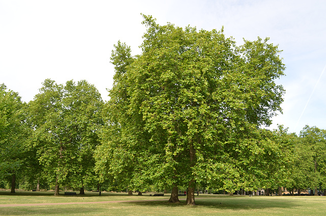 London, Green Park