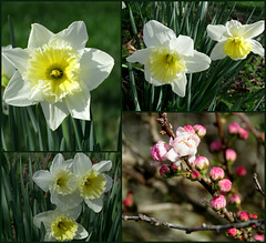 Flowers of March -