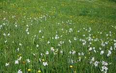 Prairie à Narcisses , orchidées et boutons d'or