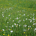 Prairie à Narcisses , orchidées et boutons d'or