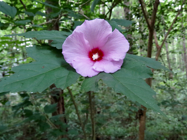 Hibiscus laevis