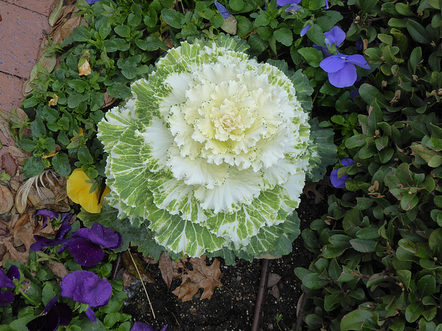 Ornamental Cabbage (1) - 10 February 2020