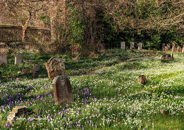 Snowdrops and Crocuses in abundance