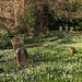 Snowdrops and Crocuses in abundance