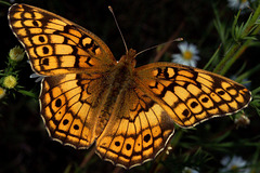 Variegated Fritillary Butterfly