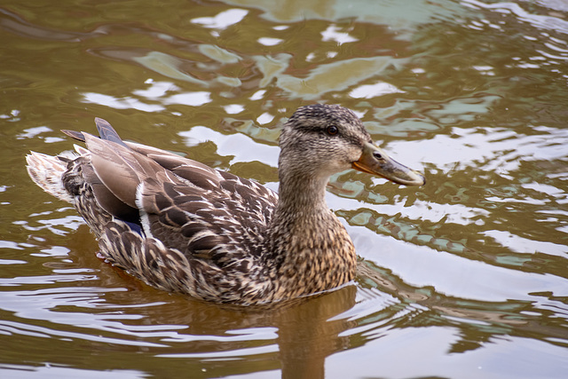 Mallard